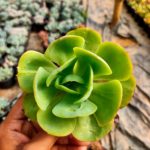 Echeveria Green Spoon Succulent