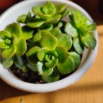 Echeveria Rolly – Sedeveria Rolly Korean Succulent
