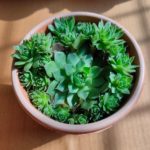 Sempervivum Green Wheel Succulent Plant