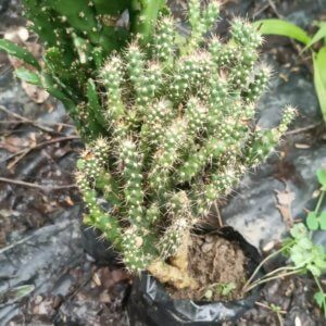 Opuntia cylindrica (Lam.) DC. "Cane cactus"