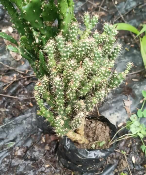 Opuntia cylindrica (Lam.) DC.	“Cane cactus”