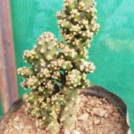 Cereus repandus “Peruvian apple cactus”