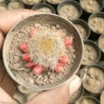 Mammillaria prolifera (Mill.) Haw.(Variety 1) “Little candles”