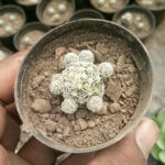 Mammillaria gracilis Pfeiff(Variety 1) “Thimble Cactus”