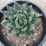 Aloe aristata (Variety 1) “Lace aloe”