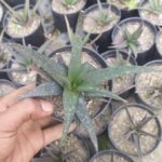 Aloe aristata (Variety 2) “Lace aloe”
