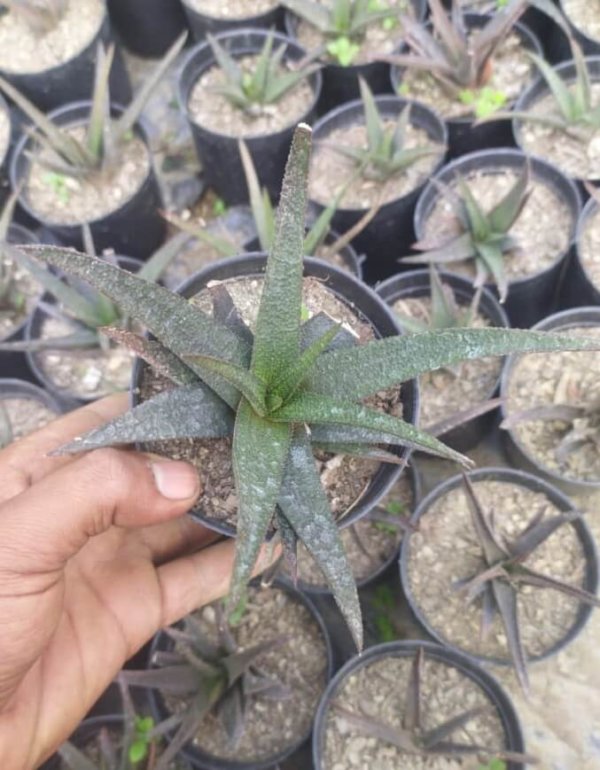 Aloe aristata (Variety 2) "Lace aloe"