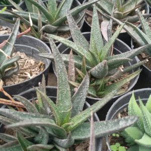 Aloe aristata (Variety 2) "Lace aloe"
