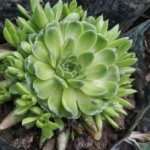 Sempervivum arachnoideum (Variety 1)	“Cobweb house-leek”
