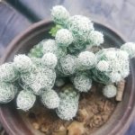 Mammillaria gracilis “Thimble Cactus”