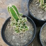 Acanthocereus tetragonus “Barbed-wire cactus”