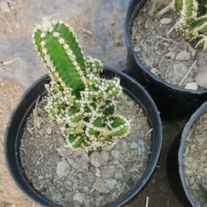 Acanthocereus tetragonus "Barbed-wire cactus"