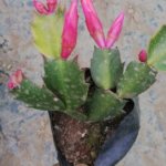 Schlumbergera truncata "Christmas cactus"