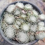 Sempervivum arachnoideum “Cobweb house-leek”