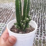 Acanthocereus tetragonus (Variety 1) “Barbed-wire cactus”