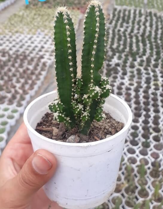 Acanthocereus tetragonus (Variety 1) "Barbed-wire cactus"