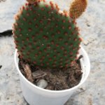 Opuntia microdasys “Bunny-ears prickly-pear”
