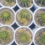 Echinocactus grusonii Hildm. “Barrel cactus”