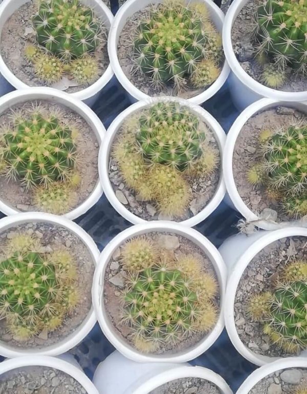 Echinocactus grusonii Hildm. "Barrel cactus"
