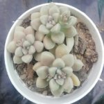 Graptopetalum amethystinum “Jewel-leaf-plant”