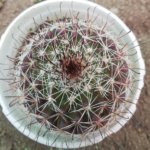 Mammillaria grahamii Engelm. “Graham’s fishhook cactus”