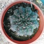 Gymnocalycium Baldianum “Thread Cactus”