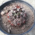 Mammillaria Thornberi Orcutt “Cluster fishhook cactus”