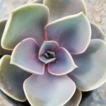 Echeveria Gibbiflora “Perle Von Nurnberg”