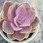 Echeveria gibbiflora DC.	“Perle Von Nurnberg”
