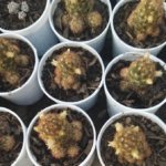 Mammillaria elongata  (Variety 1) “Golden star cactus”