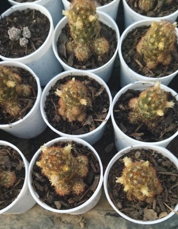 Mammillaria elongata  (Variety 1) "Golden star cactus"