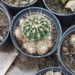Echinopsis eyriesi “Eyries Cactus”
