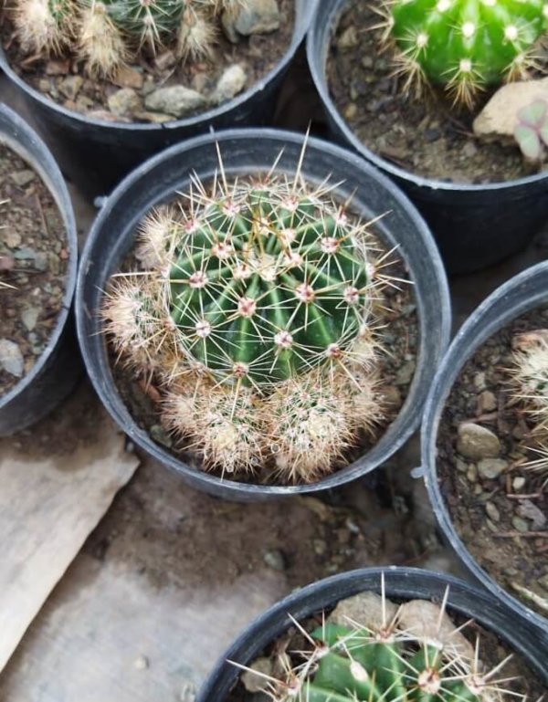 Echinopsis eyriesi "Eyries Cactus"