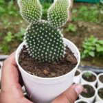 Opuntia microdasys (Variety 1) “Bunny-ears prickly-pear”