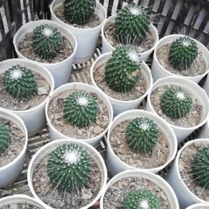 Mammillaria spinosissima Lem. "Spiny Pincushion Cactus"