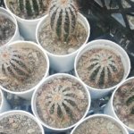 Ferocactus herrerae J.G.Ortega "Fishhook Barrel Cactus"