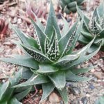 Aristaloe aristata cv. 'Cosmo' (Variety 1) "Lace Aloe"