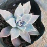 Graptopetalum paraguayense (N.E.Br.) E.Walther Mother-of-pearl-plant