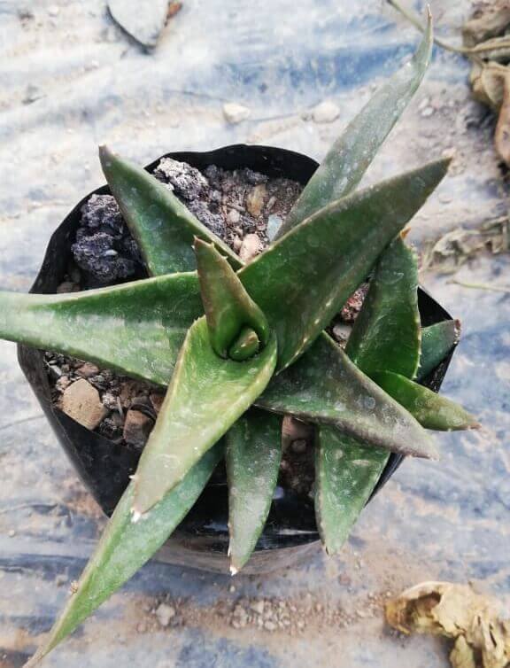Aloe succotrina Lam. Fynbos aloe