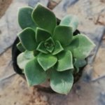 Aeonium haworthii Webb & Berthel.(Variety 1) “Haworth’s aeonium”