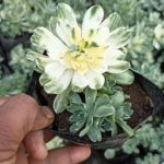 Aeonium castello-paivae Bolle "Lily paddy"