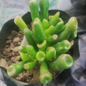 Crassula ovata (Mill.) Druce(Variety 1) "Jade plant"