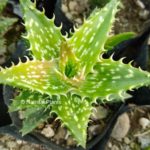 Aloe Juvenna _Tiger Tooth Aloe_ Succulent Plant 1