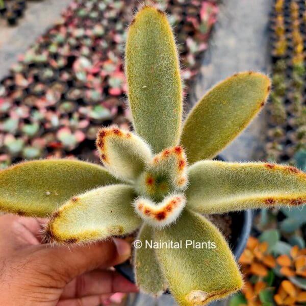 Kalanchoe Tomentosa "Chocolate Soldier" Plant