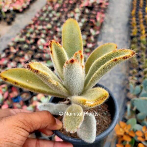 Kalanchoe Tomentosa Chocolate Soldier Plant 2