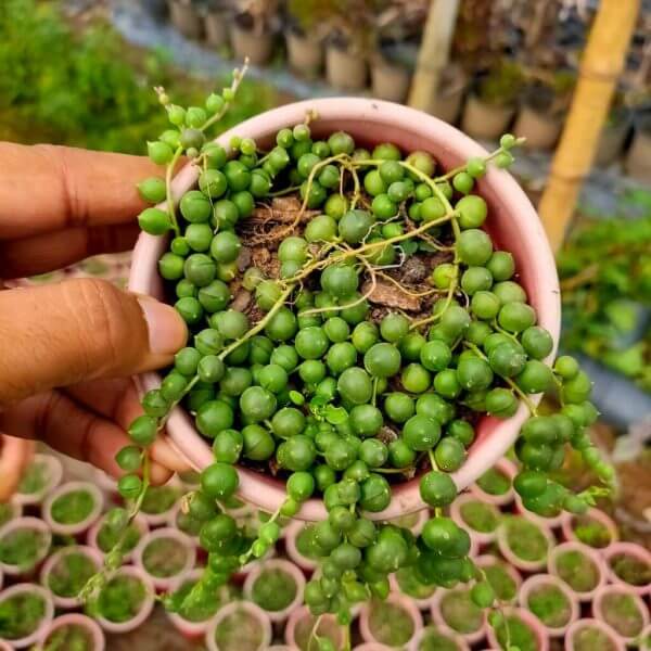 String of Pearls Succulents