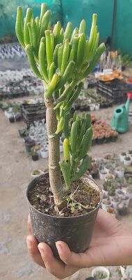 Crassula ovata (Mill.) Druce(Variety 1) “Jade plant”