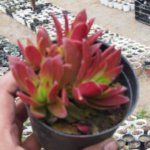Crassula capitella Thunb(Variety 2)	“Campfire plant”