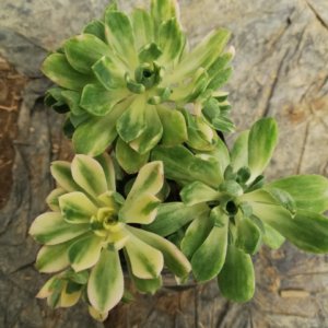 Aeonium castello-paivae Bolle "Lily paddy"