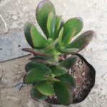 Crassula ovata Succulent Plant